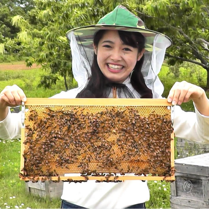 ミツバチ（蜂場）見学